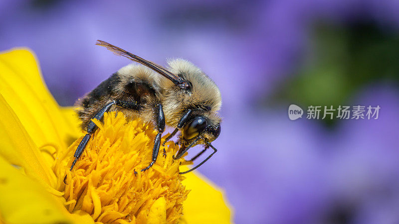 大黄蜂(bombus griseocollis)和金丝菊。